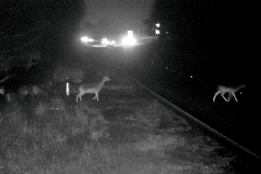12 Highways england deer image 1
