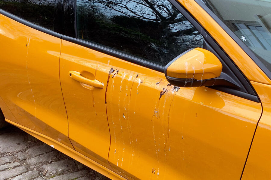 Focus st bird attack